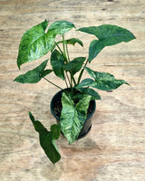 Syngonium ‘Mojito’ - Plant Daddy