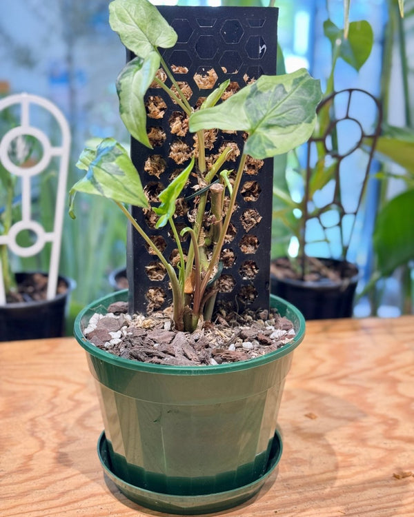 Syngonium ‘Three Kings’ on Moss Pole - Plant Daddy