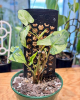 Syngonium ‘Three Kings’ on Moss Pole - Plant Daddy