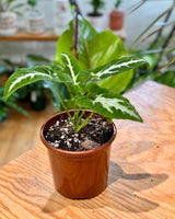 Syngonium wendlandii - Plant Daddy