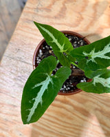 Syngonium wendlandii - Plant Daddy