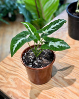 Syngonium wendlandii - Plant Daddy