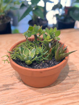 Terra Succulent Mini Garden - Plant Daddy