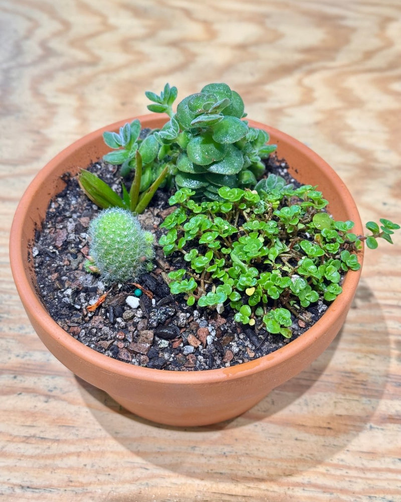 Terra Succulent Mini Garden - Plant Daddy