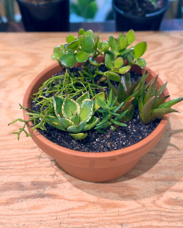 Terra Succulent Mini Garden - Plant Daddy