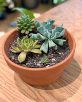 Terra Succulent Mini Garden - Plant Daddy