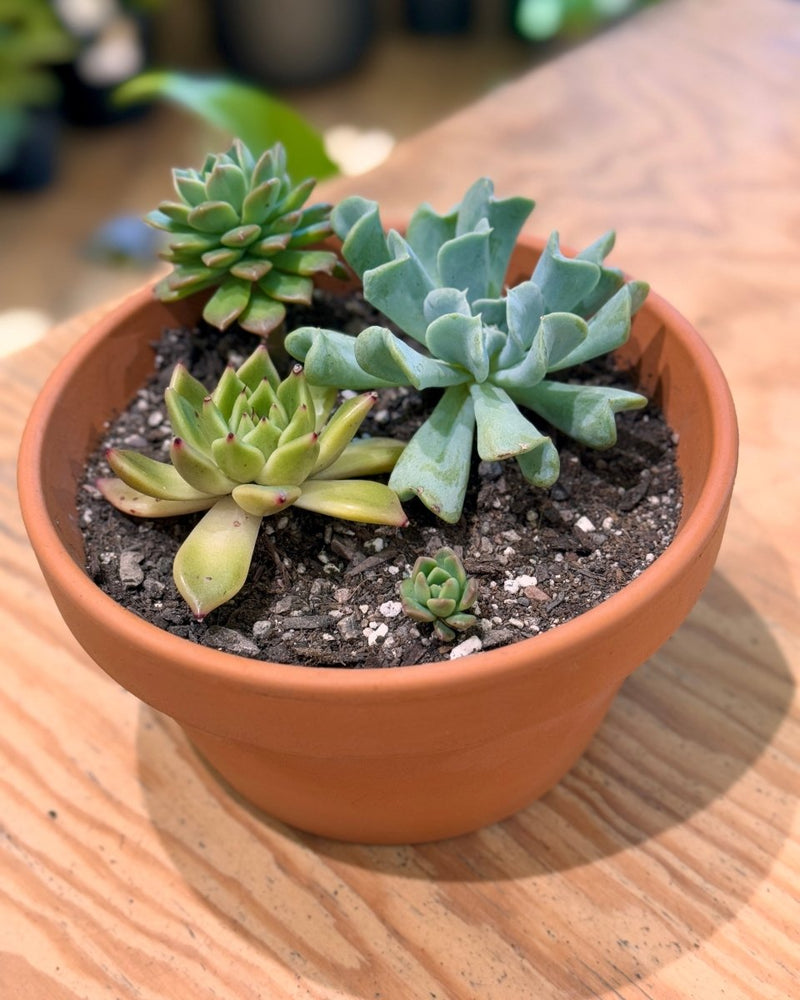 Terra Succulent Mini Garden - Plant Daddy