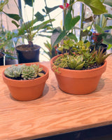 Terra Succulent Mini Garden - Plant Daddy