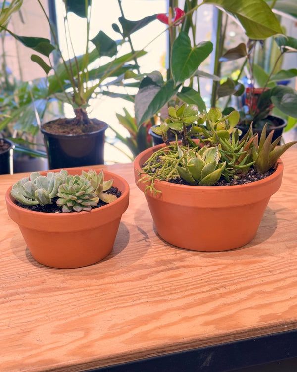 Terra Succulent Mini Garden - Plant Daddy