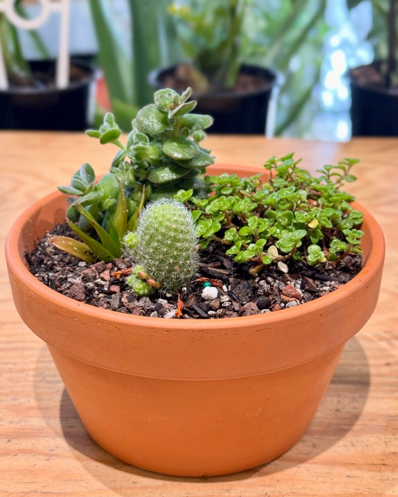 Terra Succulent Mini Garden - Plant Daddy