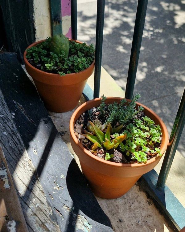 Terracotta Windowsill Succulents - Plant Daddy