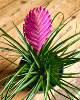 Tillandsia cyanea (Pink Quill) - Plant Daddy