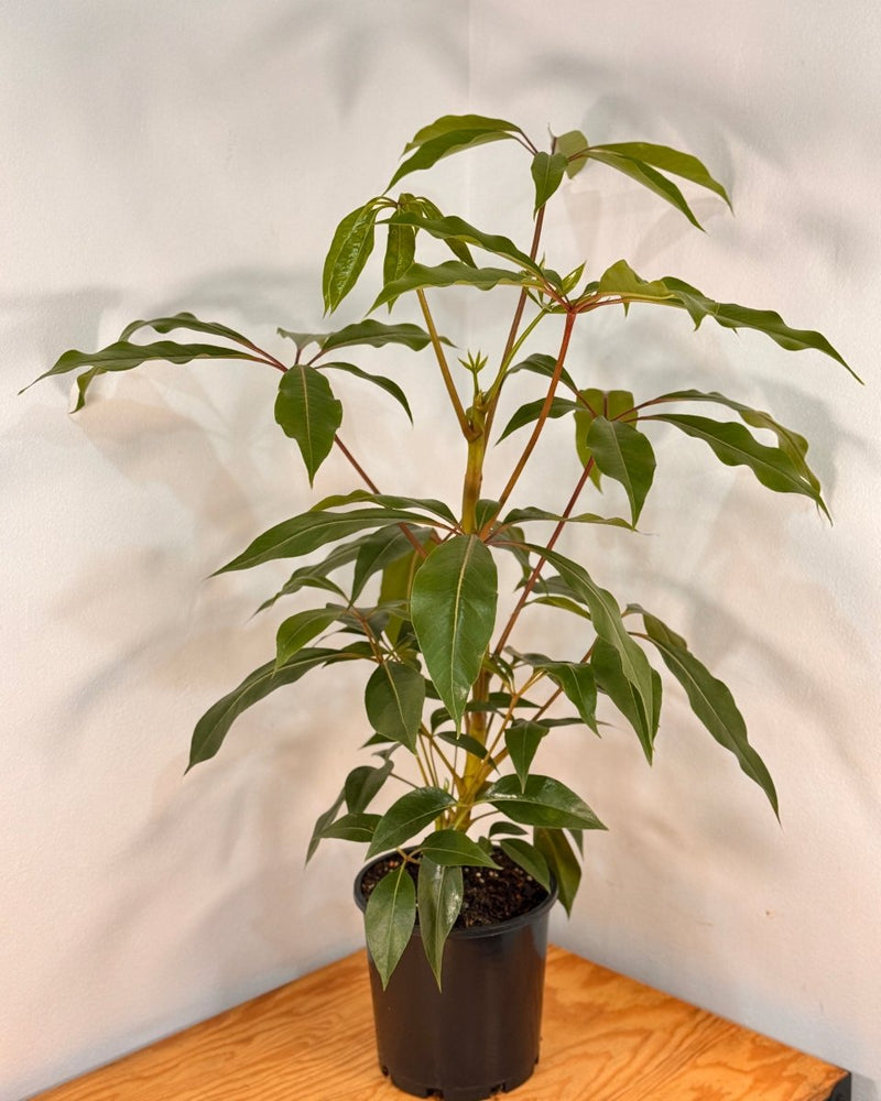 Tupidanthus calyptratus (Umbrella tree) - Plant Daddy