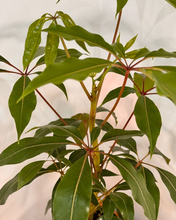 Tupidanthus calyptratus (Umbrella tree) - Plant Daddy