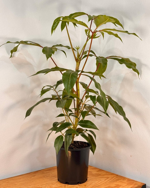 Tupidanthus calyptratus (Umbrella tree) - Plant Daddy