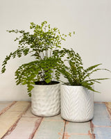 Verde Ceramic Pots - Plant Daddy