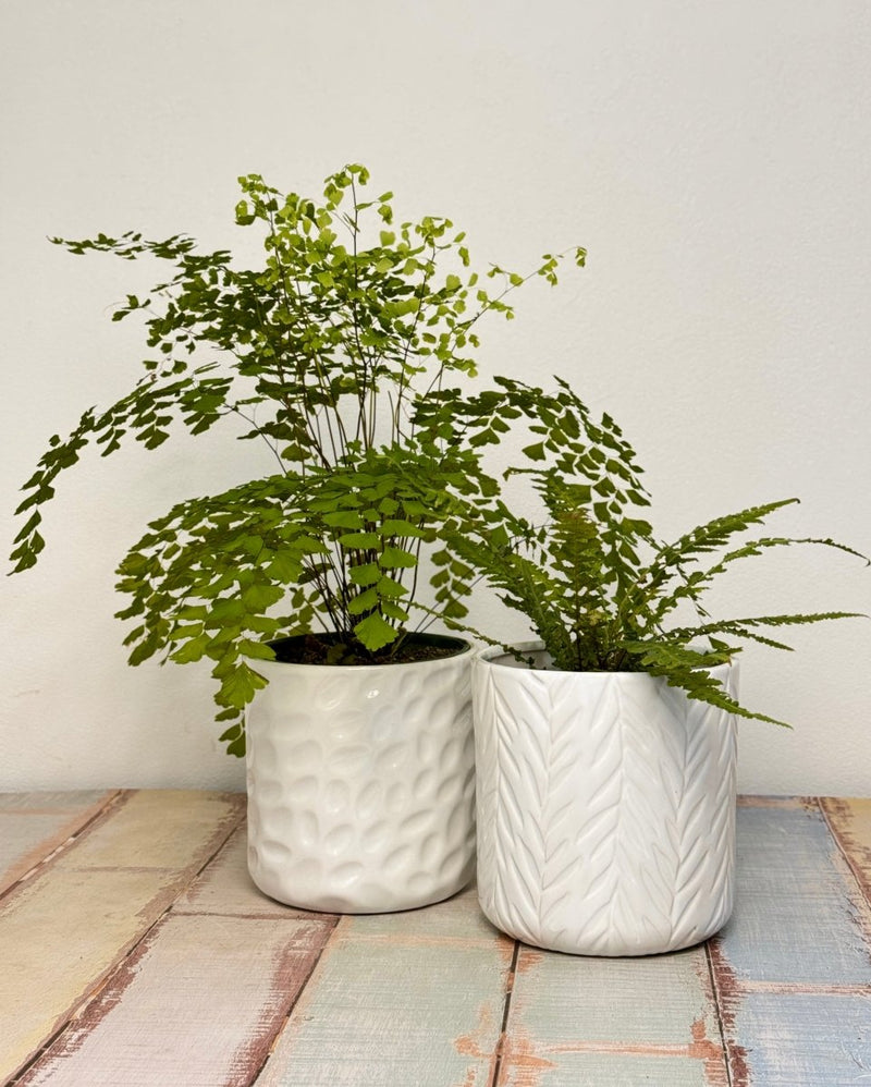 Verde Ceramic Pots - Plant Daddy