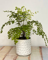 Verde Ceramic Pots - Plant Daddy