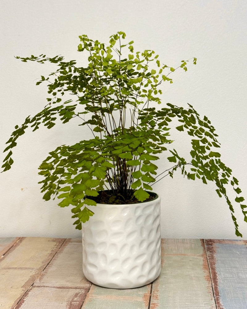 Verde Ceramic Pots - Plant Daddy