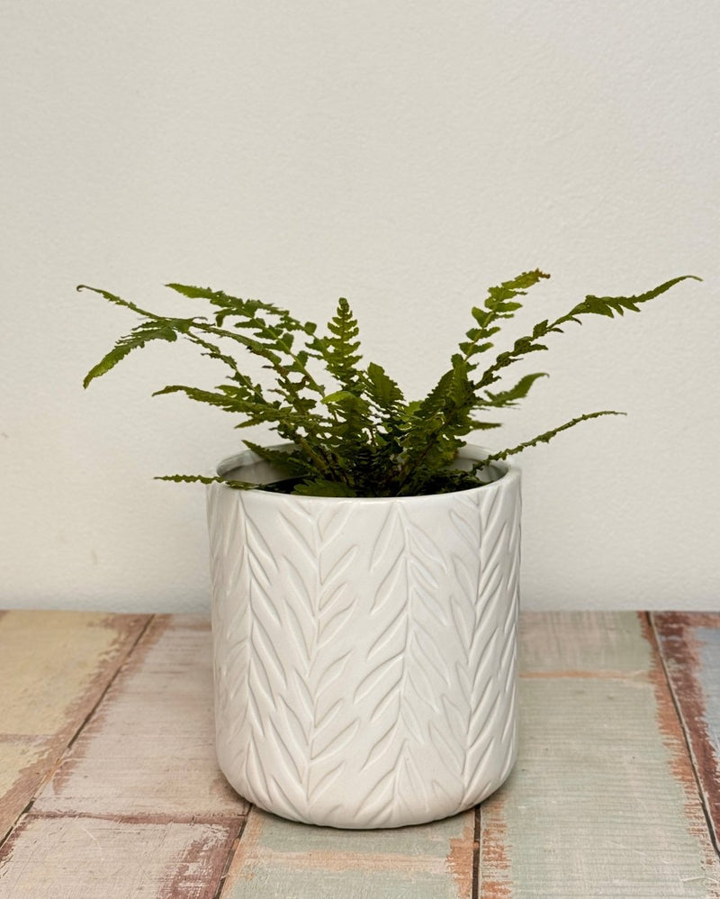 Verde Ceramic Pots - Plant Daddy