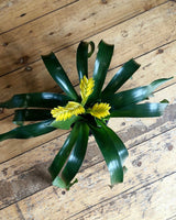 Vriesea mix (Bromeliad) - Plant Daddy