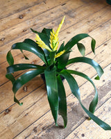 Vriesea mix (Bromeliad) - Plant Daddy