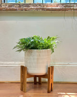 Wood & Earth Planter Set - Plant Daddy