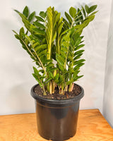 Zamioculcas zamiifolia (ZZ/ Zanzibar Gem) - Plant Daddy