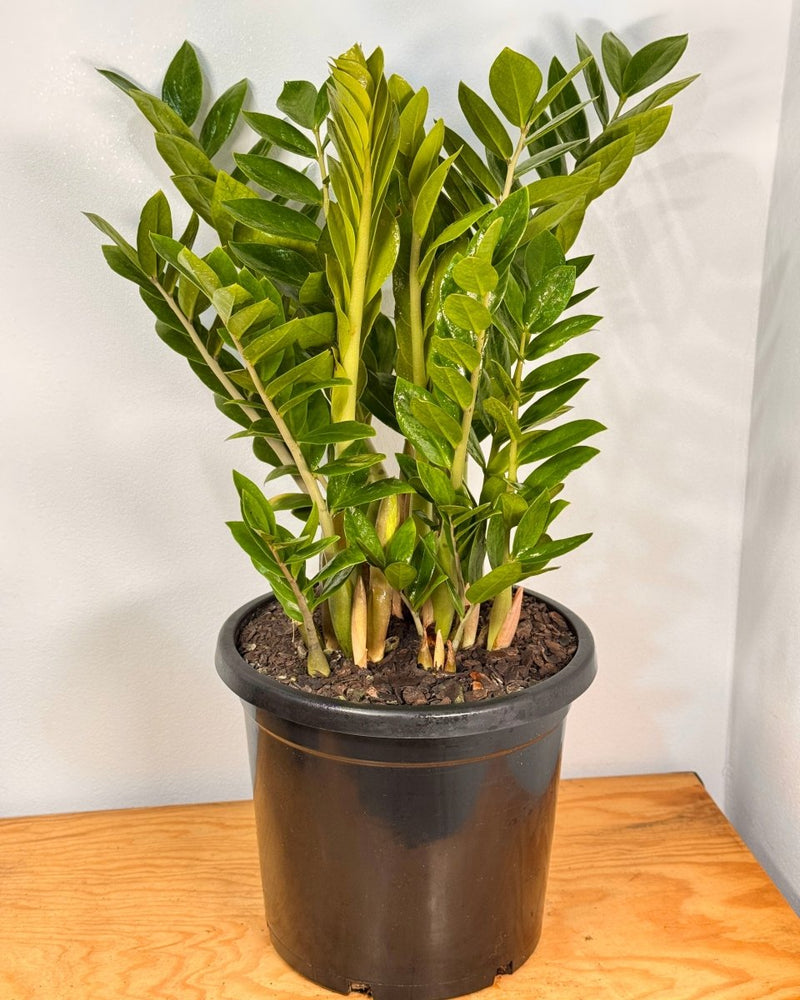 Zamioculcas zamiifolia (ZZ/ Zanzibar Gem) - Plant Daddy