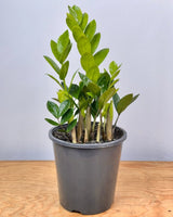 Zamioculcas zamiifolia (ZZ/ Zanzibar Gem) - Plant Daddy