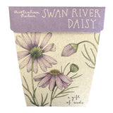 Swan River Daisy Gift of Seeds (Australia Only)