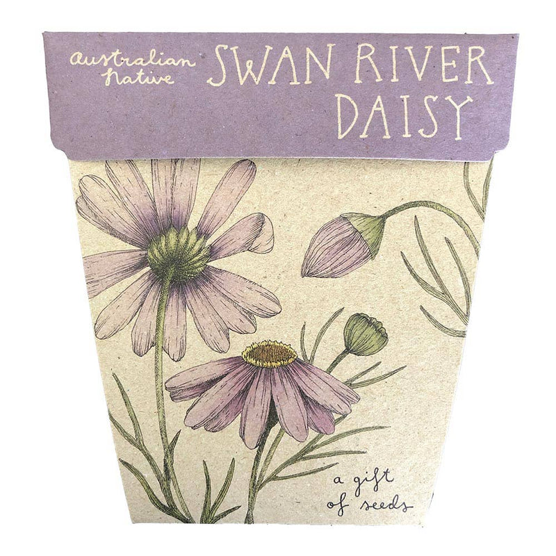 Swan River Daisy Gift of Seeds (Australia Only)