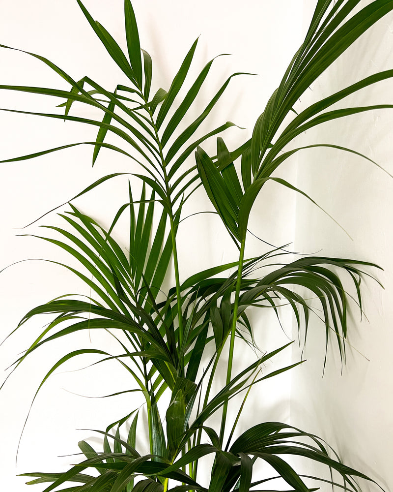 Kentia Palm (Howea Forsteriana)