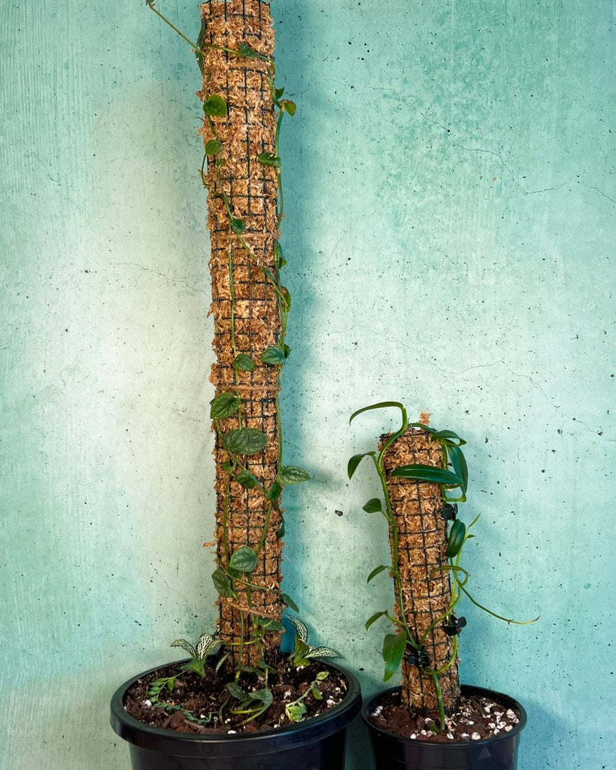moss pole Hand made Moss Pole (Sydney pick up/hand delivery)