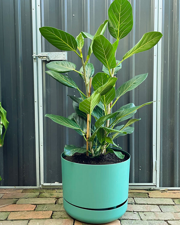 Plant Daddy in-store potting service