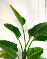 Bird of Paradise (Strelitzia Nicolai)