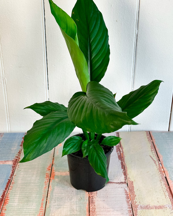 Peace Lily Blue Moon (Spathiphyllum Blue Moon)