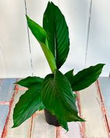 Peace Lily Blue Moon (Spathiphyllum Blue Moon)