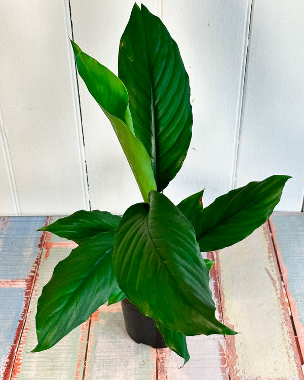 Peace Lily Blue Moon (Spathiphyllum Blue Moon)