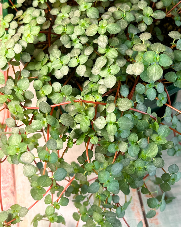Pilea Silver Sprinkles