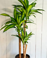 Happy Plant (Dracaena Fragrans Massangeana)