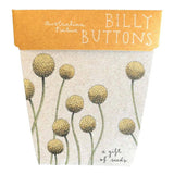Billy Buttons Gift of Seeds (Australia Only)