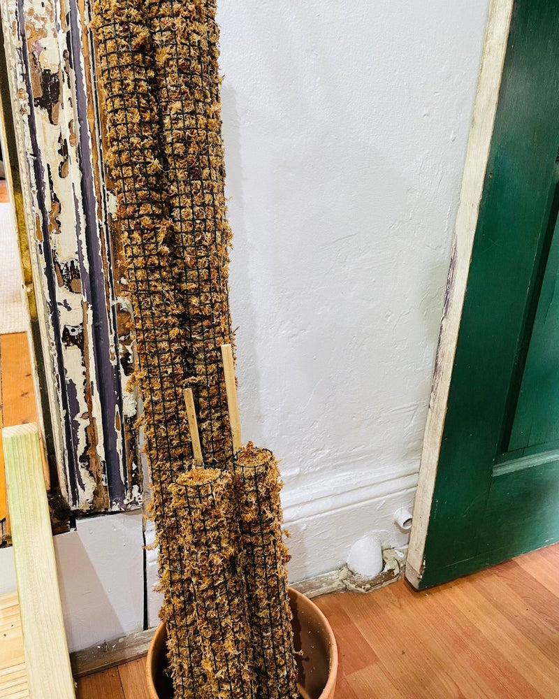 moss pole sydney plant guy Hand made Moss Pole (Sydney pick up/hand delivery)